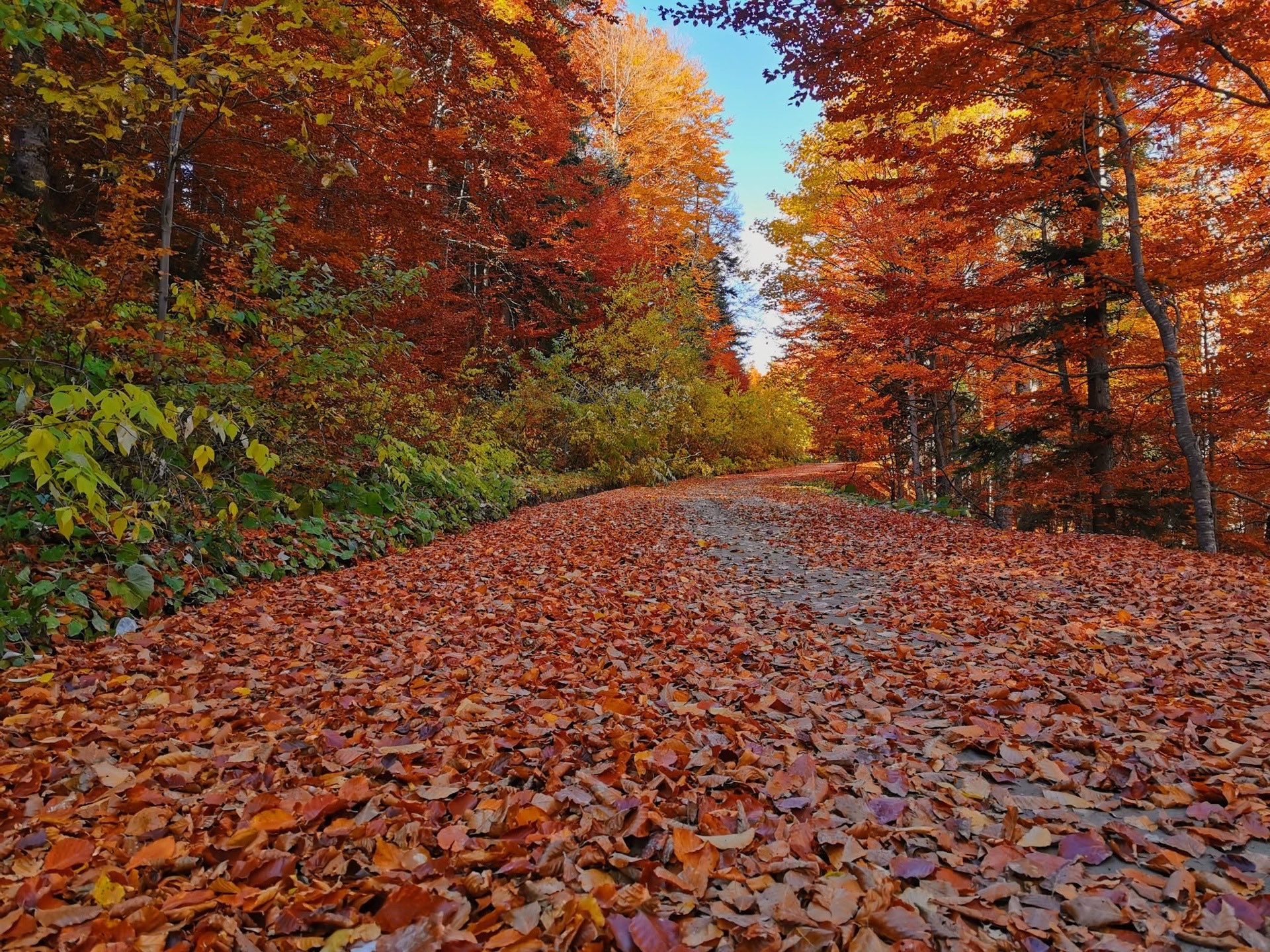 Wild forest hikes