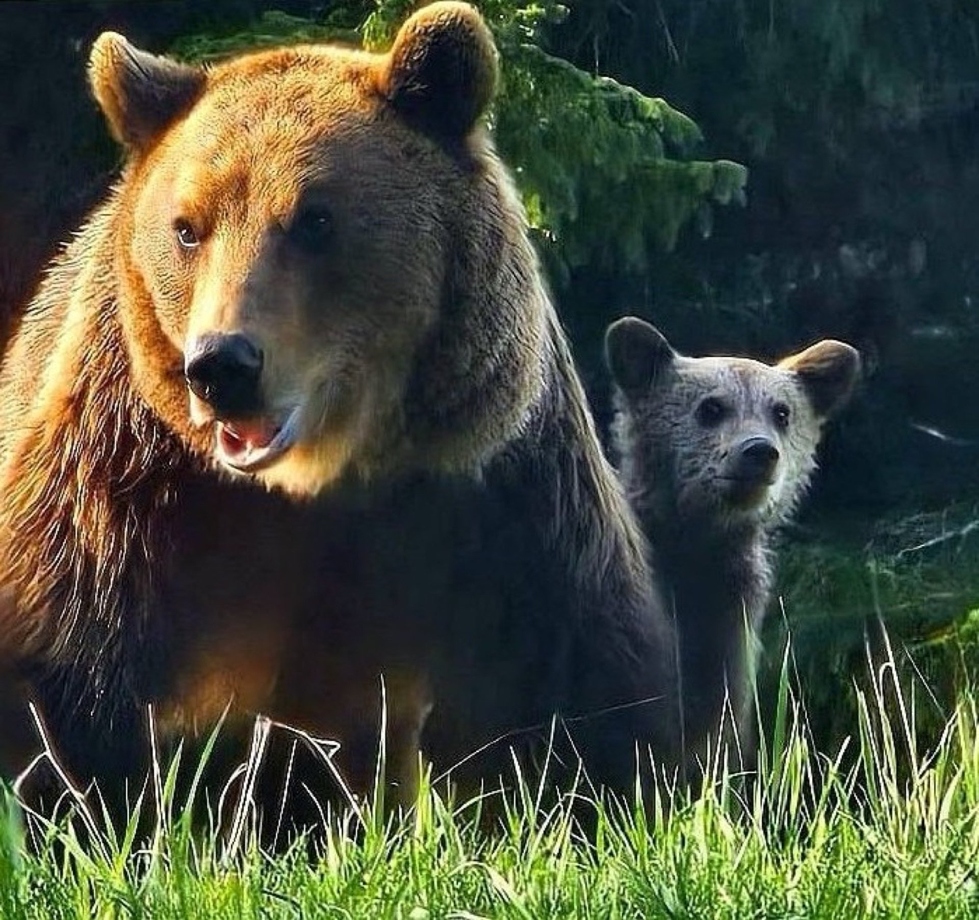 Wildlife watching
