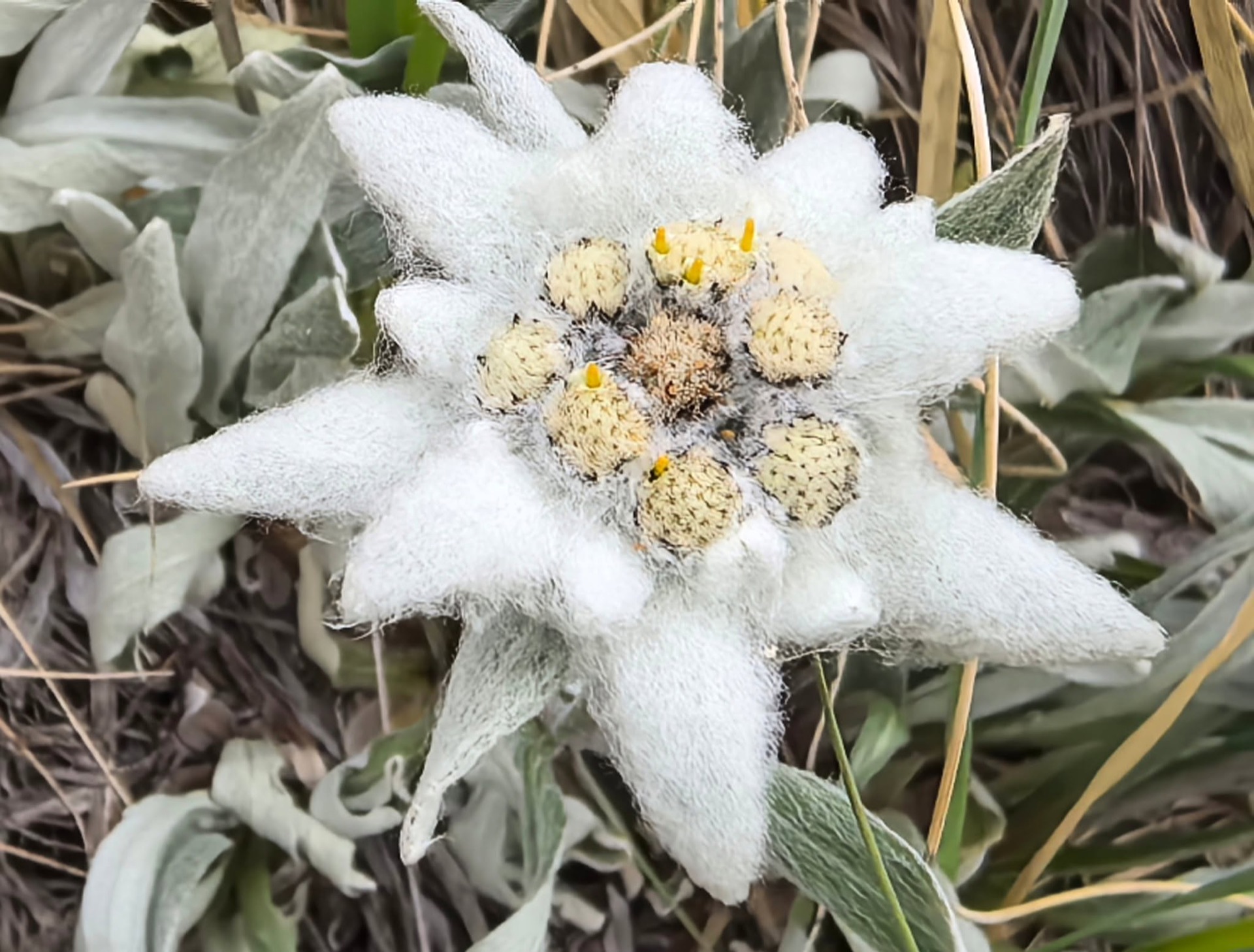 Edelweiss — looked at, never picked