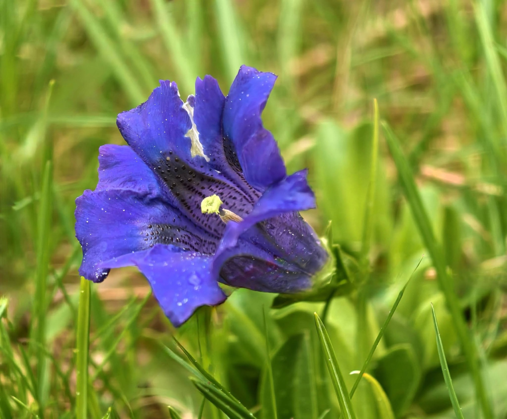 Wild herbs