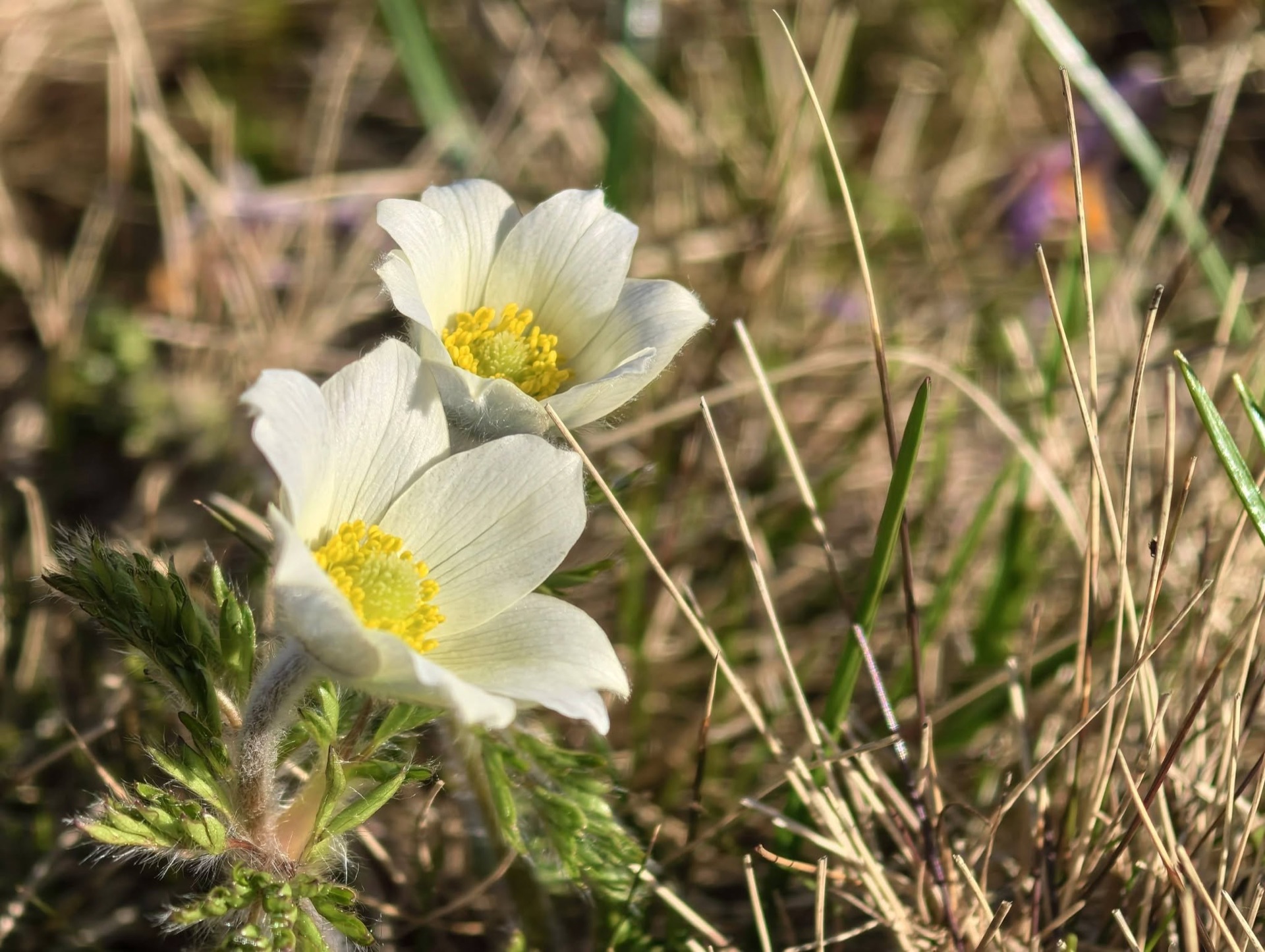 Spring