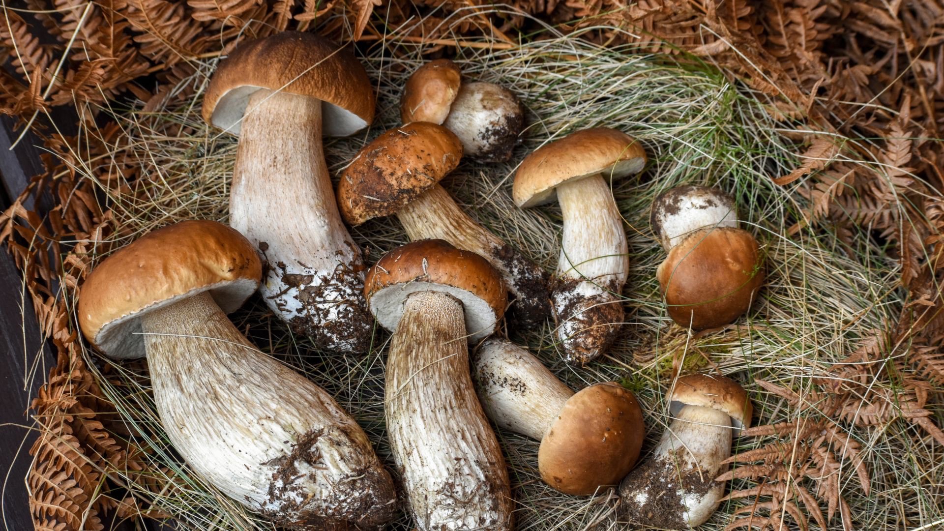 Mushroom foraging