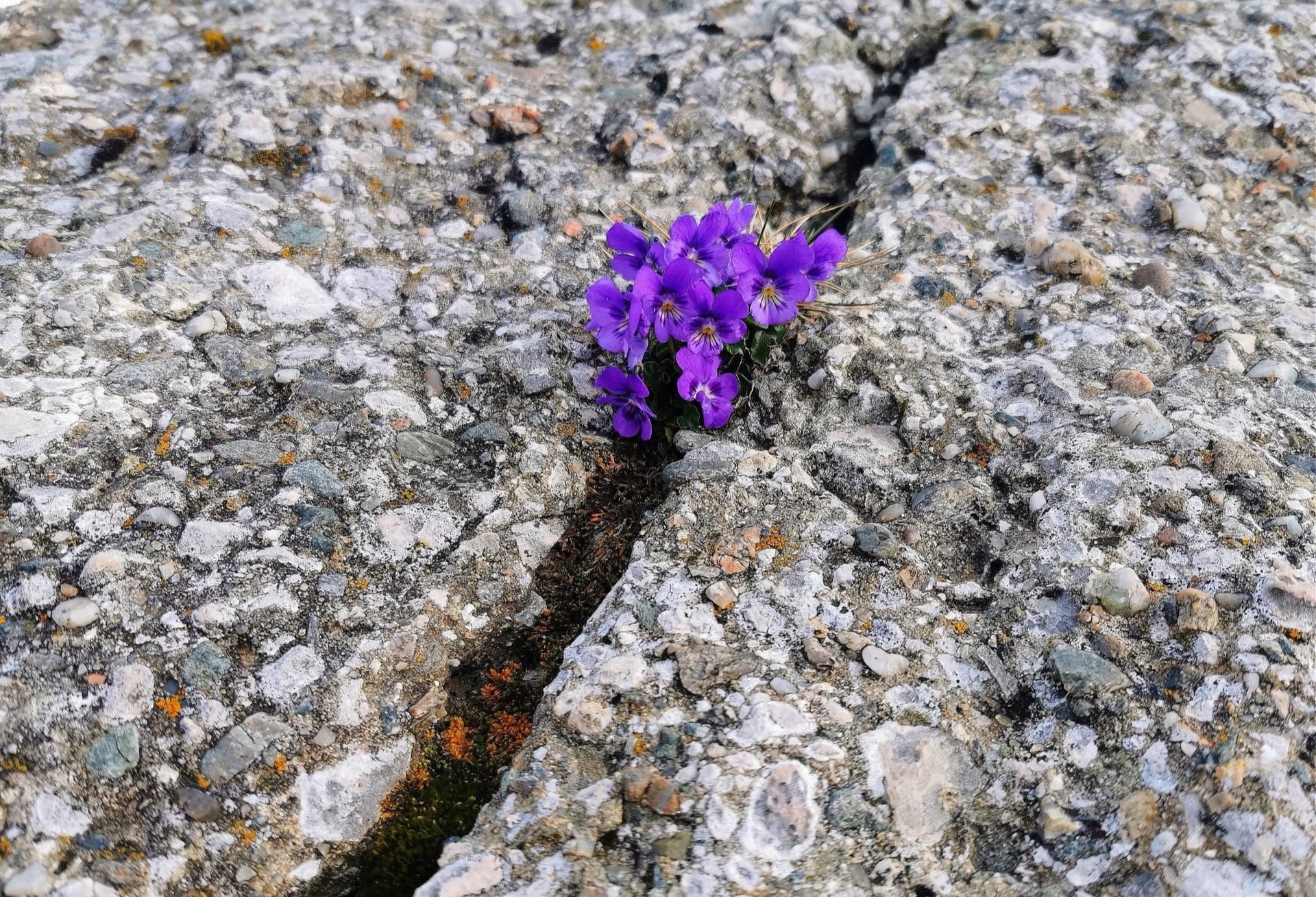 Life finds a crack