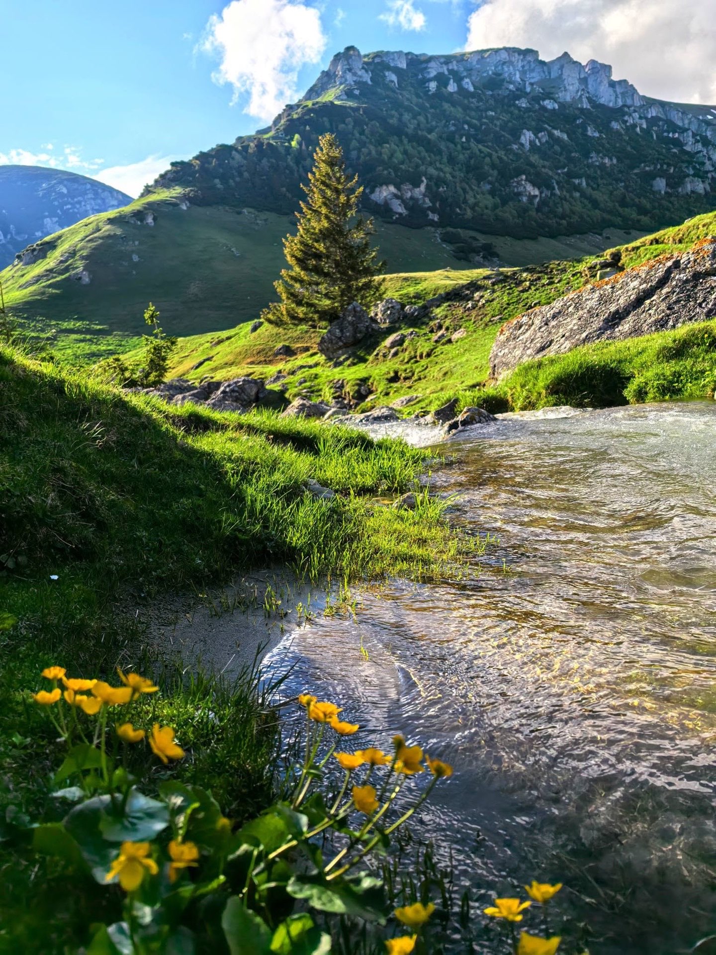 The Ialomița, young
