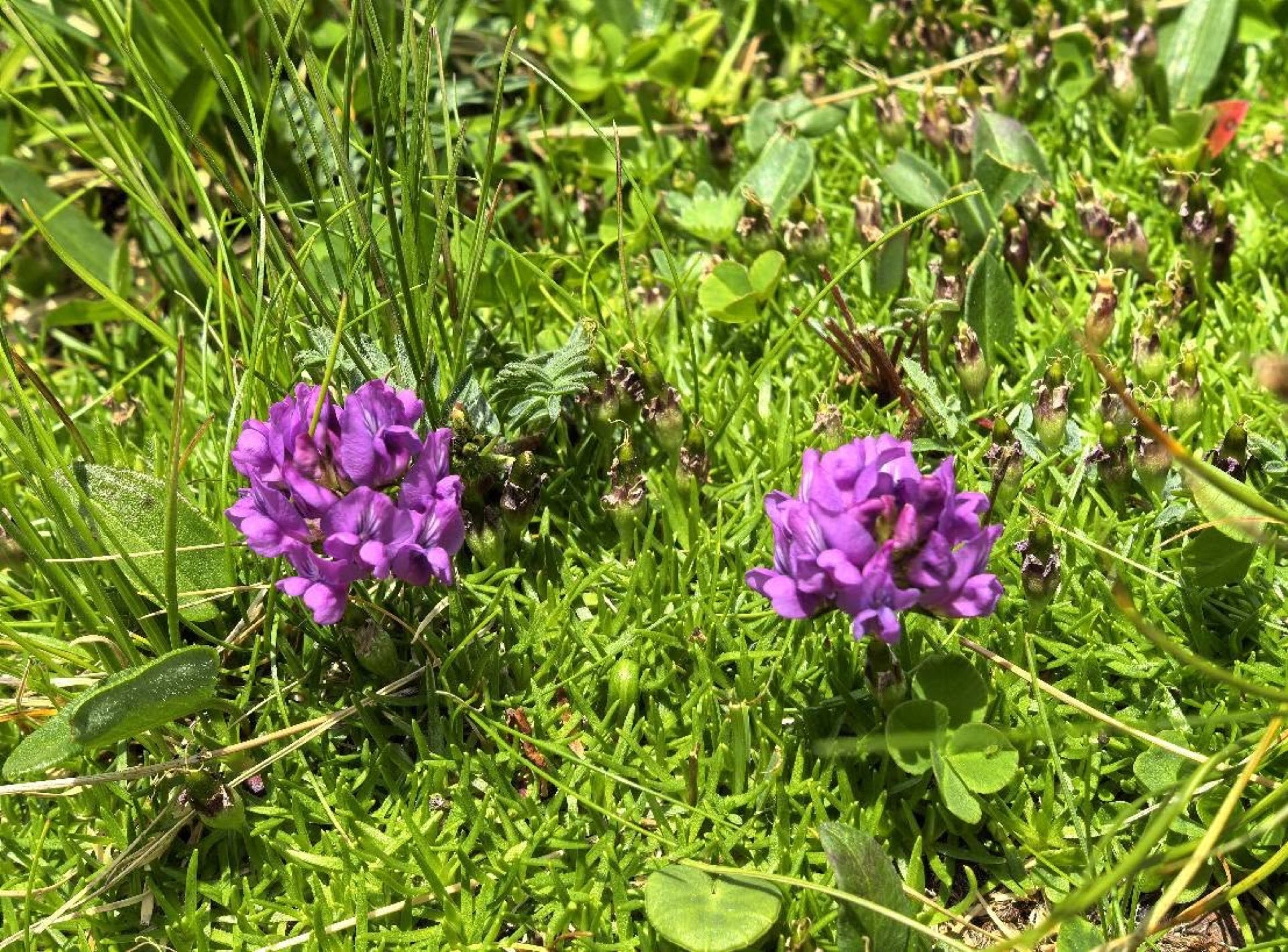The meadow in bloom